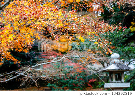 深秋時節，日式庭園景色，楓樹與石燈籠交相輝映。 134292519