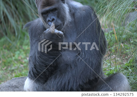 大猩猩盯著自己食指上的東西 134292575