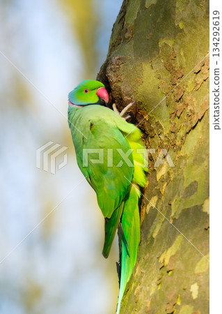 Rose-ringed parakeet. Bird on the tree. Blurred background. Rose-ringed parakeet. Bird on the tree. Blurred background. 134292619