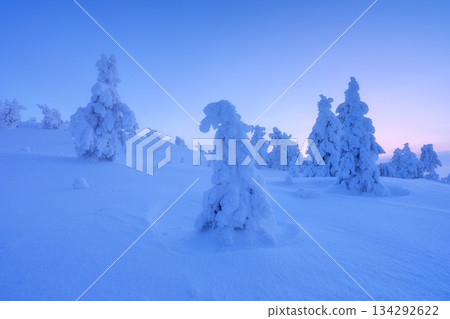 Nature in the north. Snowdrifts with fluffy snow. Winter wonderland. Trees covered with snow. 134292622
