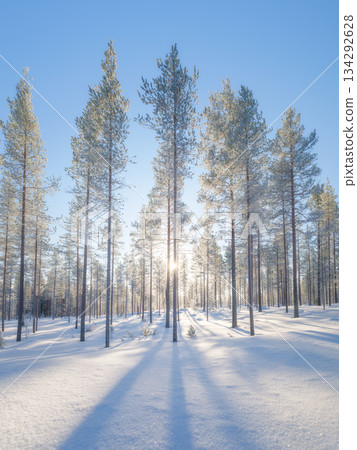 Winter landscape in the forest. Trees covered with snow. Sun rays through the trees. Winter landscape in the forest. Trees covered with snow. Sun rays through the trees. 134292628