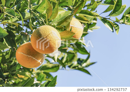 Mandarin oranges/citrus fruits 134292737