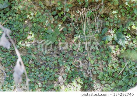 Small green leaf plants covering the wall, a vibrant natural background Small green leaf plants covering the wall, a vibrant natural background 134292740