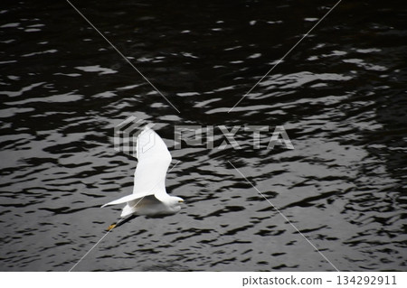 Kosa flight flight Kosa flight flight 134292911