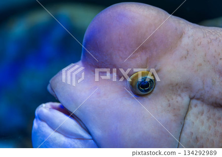 Shikoku Aquarium (26) 134292989