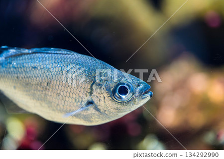 Shikoku Aquarium (27) Shikoku Aquarium (27) 134292990