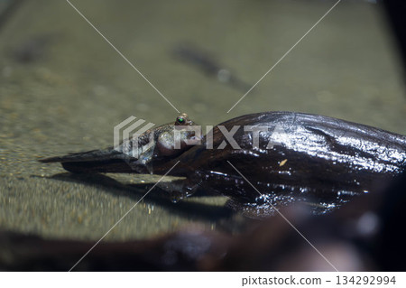 四國水族館 (31) 134292994