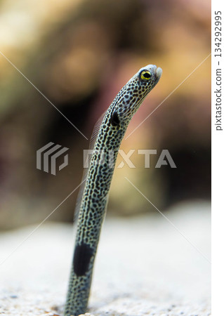 四國水族館 (32) 134292995