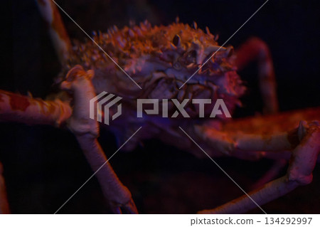 Shikoku Aquarium (34) 134292997