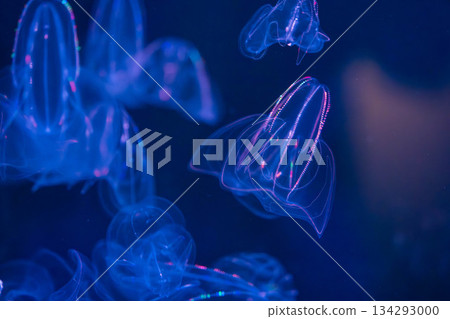 Shikoku Aquarium (37) 134293000