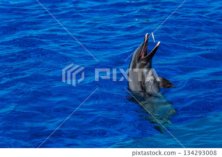 Shikoku Aquarium (07) Shikoku Aquarium (07) 134293008