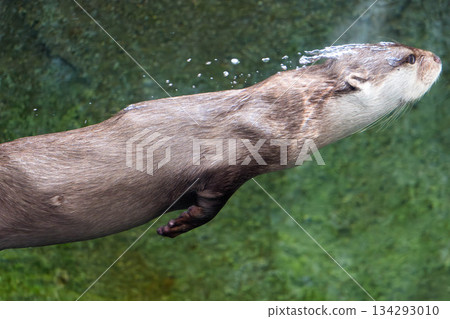 Shikoku Aquarium (09) Shikoku Aquarium (09) 134293010