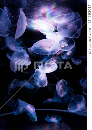Shikoku Aquarium (14) 134293015