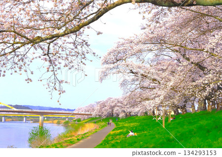 湛藍的天空和成排的櫻花樹。 134293153