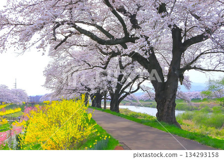 A tree-lined street lined with cherry blossoms and forsythia flowers A tree-lined street lined with cherry blossoms and forsythia flowers 134293158