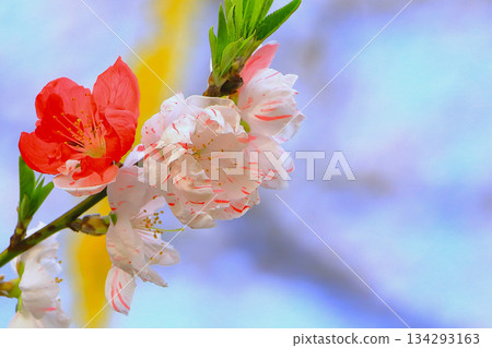 Beautiful peach blossoms shining against the blue sky 134293163