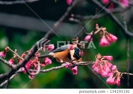 日本山雀採櫻花 134293192