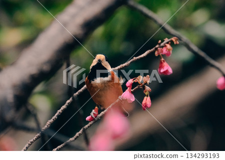 Varied tit perched on a cherry tree 134293193