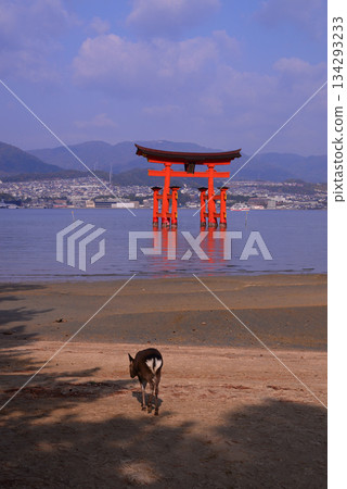 Aki的Miyajima·嚴島神社Otorii Aki的Miyajima·嚴島神社Otorii 134293233