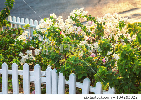 A bush with white flowers behind a neat white fence 134293322