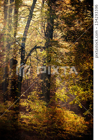 Sunbeams trough trees in park Sunbeams trough trees in park 134293396