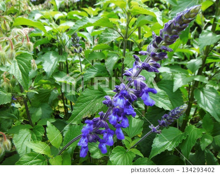Blue salvia flowers Blue salvia flowers 134293402