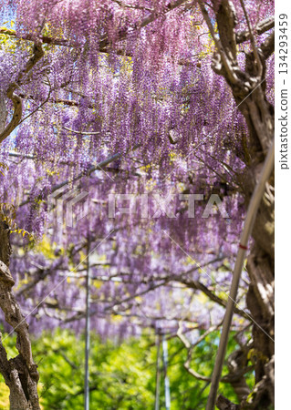Sera Fuji Garden (62) 134293459