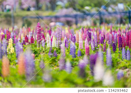 Sera Fuji Garden (59) 134293462