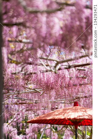 世羅富士花園(50) 世羅富士花園(50) 134293471