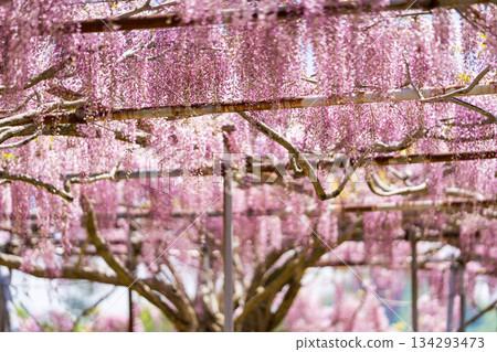 世羅富士花園(48) 世羅富士花園(48) 134293473