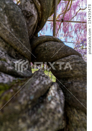 Sera Fuji Garden (54) 134293478