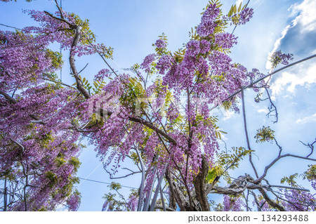 Sera Fuji Garden (64) 134293488