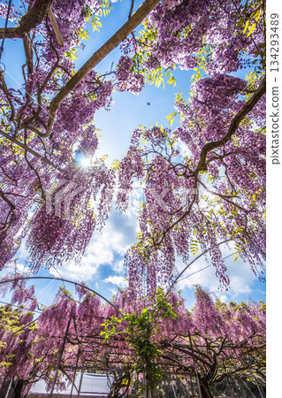 Sera Fuji Garden (73) 134293489