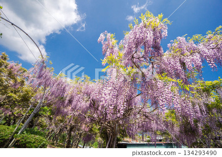 世羅富士花園(72) 世羅富士花園(72) 134293490