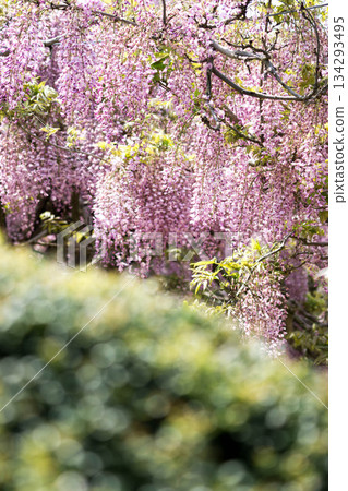 世羅富士花園(67) 世羅富士花園(67) 134293495