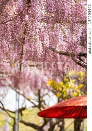 世羅富士花園(66) 世羅富士花園(66) 134293496