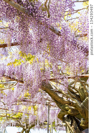 世羅富士花園(65) 世羅富士花園(65) 134293497