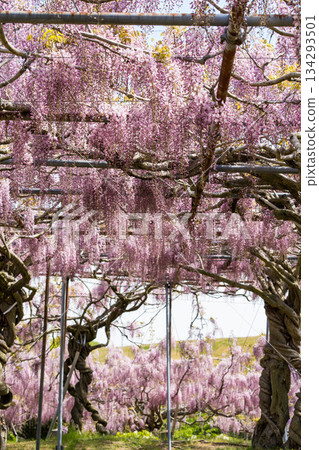 世羅富士花園(19) 世羅富士花園(19) 134293501