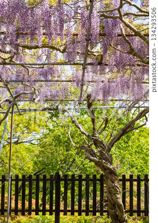 Sera Fuji Garden (14) 134293506