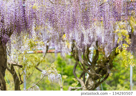 Sera Fuji Garden (13) Sera Fuji Garden (13) 134293507