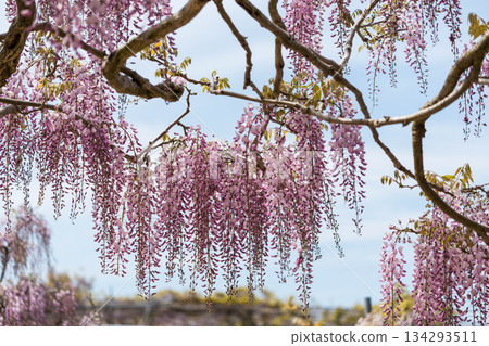 Sera Fuji Garden (09) 134293511