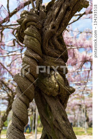 Sera Fuji Garden (05) 134293518