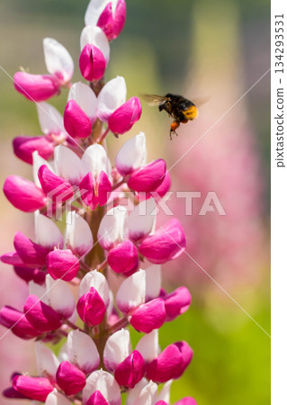 世羅富士花園(40) 世羅富士花園(40) 134293531