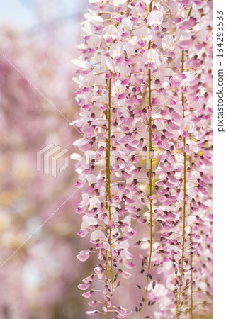 世羅富士花園(39) 世羅富士花園(39) 134293533