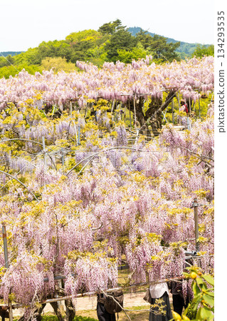 世羅富士花園(37) 世羅富士花園(37) 134293535