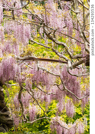 Sera Fuji Garden (36) 134293536