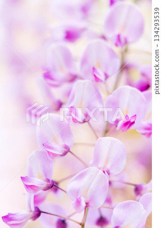 世羅富士花園（22） 134293539