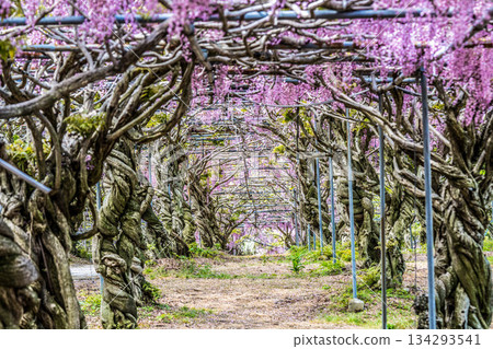 世羅富士花園(31) 世羅富士花園(31) 134293541