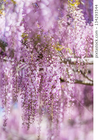 世羅富士花園(28) 世羅富士花園(28) 134293544