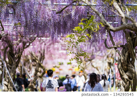 世羅富士花園（27） 134293545